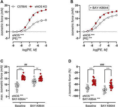 Basal Vascular Smooth Muscle Cell Tone in eNOS Knockout Mice Can Be Reversed by Cyclic Stretch and Is Independent of Age